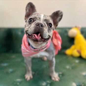 Bertha Beretta -  French Bulldog and Boston Terrier Dog for Adoption in Friendswood, Texas - Bertha Beretta | PetCurious