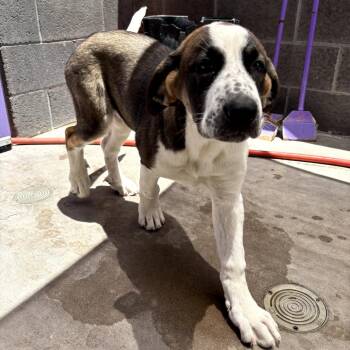 Porcupine -  Saint Bernard and Mixed Breed Dog for Adoption in Tacoma, Washington - Porcupine | PetCurious