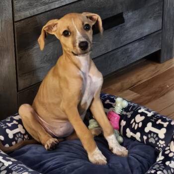 Minzi -  Whippet and Chihuahua Dog for Adoption in Midlothian, Virginia - Minzi | PetCurious