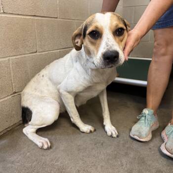 Otto jo -  Beagle Dog for Adoption in Houston, Texas - Otto Jo | PetCurious