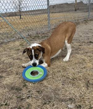 Mixed Breed Dogs Available for Adoption - Gypsy | PetCurious