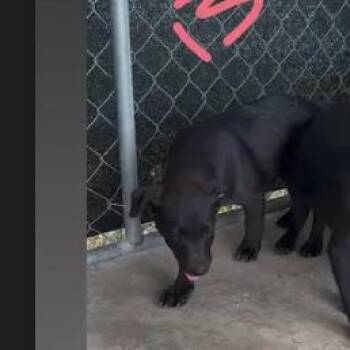 Black Labrador Retriever and Australian Cattle Dog Blue Heeler Dogs Available for Adoption - Maple | PetCurious