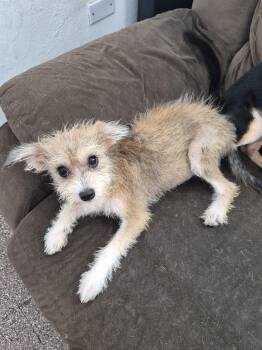 Robbie -  Terrier Dog for Adoption in Albion, New York - Robbie | PetCurious