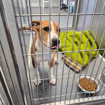 Gumbo -  Terrier Dog for Adoption in Montgomery, Alabama - Gumbo | PetCurious