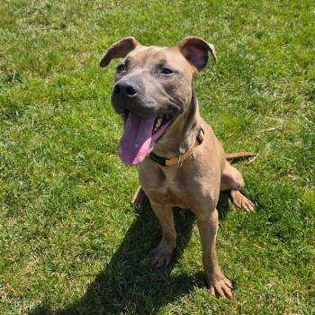 Mozzarella -  Pit Bull Terrier and Mixed Breed Dog for Adoption in Pontiac, Illinois - Mozzarella | PetCurious