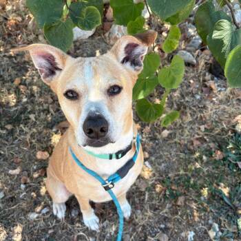 Bella -  Labrador Retriever Dog for Adoption in Springfield, Missouri - Bella | PetCurious