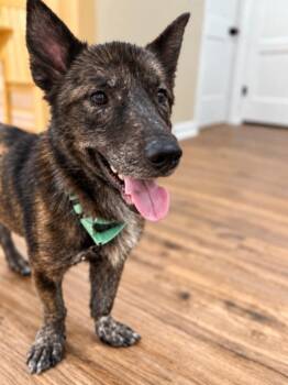 Logan Howlett -  Husky and Corgi Dog for Adoption in Friendswood, Texas - Logan Howlett | PetCurious