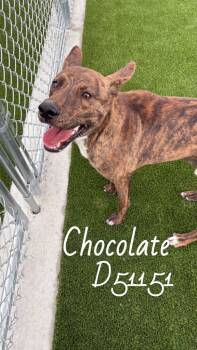 Rescue Mixed Breed Dogs for Adoption in Clarksville, Tennessee - Chocolate | PetCurious