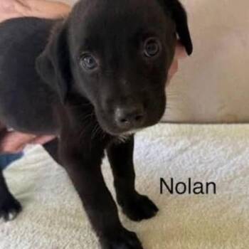 Nolan (N Litter) -  Mixed Breed Dog for Adoption - Nolan (N Litter) | PetCurious