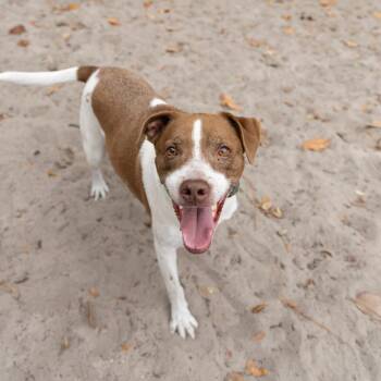 Cooper -  Hound and Mixed Breed Dog for Adoption in Gainesville, Florida - Cooper | PetCurious