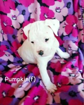 Boxer Dogs Available for Adoption in Monticello, New York - Veg Litter - Pumpkin | PetCurious