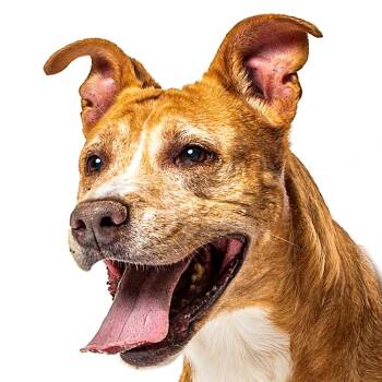 Copper -  Mixed Breed Dog for Adoption in Reno, Nevada - Copper | PetCurious