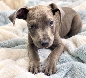 Porkchop -  Cane Corso and Pit Bull Terrier Dog for Adoption in Hardeeville, South Carolina - Porkchop | PetCurious