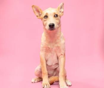 Riven Davis -  German Shepherd Dog and Mixed Breed Dog for Adoption in Fort Worth, Texas - Riven Davis | PetCurious