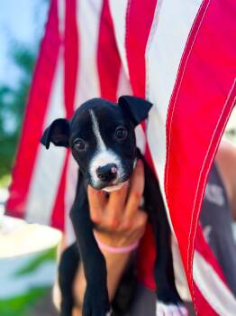 Rescue Mixed Breed Dogs for Adoption in Charleston, South Carolina - Albus | PetCurious