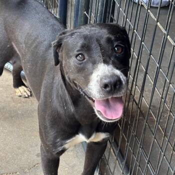 Onyx -  Labrador Retriever Dog for Adoption in Columbia, South Carolina - Onyx | PetCurious