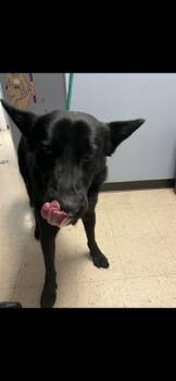 Dutch Shepherd Dogs Available for Adoption - BRUMAL | PetCurious