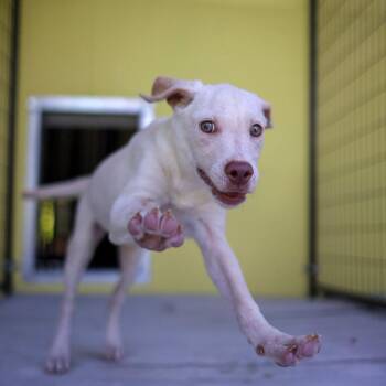 Aurora -  Retriever Dog for Adoption in Bradenton, Florida - Aurora | PetCurious