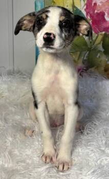 Australian Shepherd and Dachshund Dogs Available for Adoption - Squiggly | PetCurious