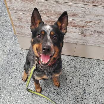 Sparky -  Australian Cattle Dog Blue Heeler Dog Available for Adoption in Mondovi, Wisconsin - Sparky | PetCurious