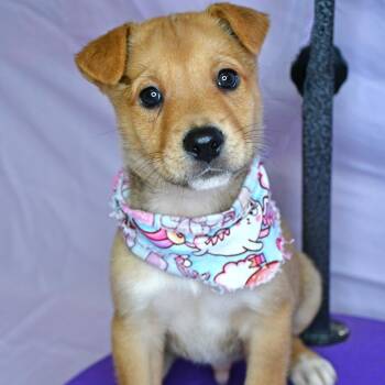 Husky Dogs Available for Adoption in Beaumont, Texas - Lemon Pepper | PetCurious