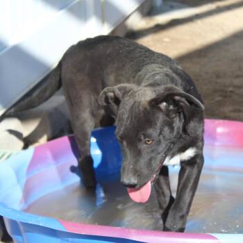 Sasquatch -  Labrador Retriever Dog for Adoption in Yucca Valley, California - Sasquatch | PetCurious