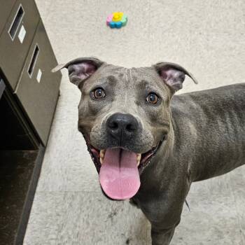 Rescue Pit Bull Terrier Dogs for Adoption in Chatham, Virginia - Kyra | PetCurious