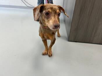 A384938 -  Dachshund Dog for Adoption in Ocala, Florida - A384938 | PetCurious