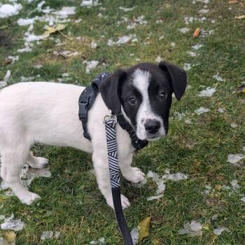 Rescue Labrador Retriever and Collie Dogs for Adoption in Woodstock, Ontario - Alvin | PetCurious