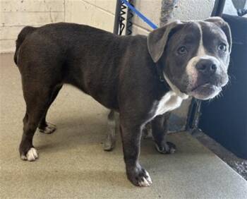 DINA -  American Bulldog and Mixed Breed Dog for Adoption in San Bernardino, California - DINA | PetCurious