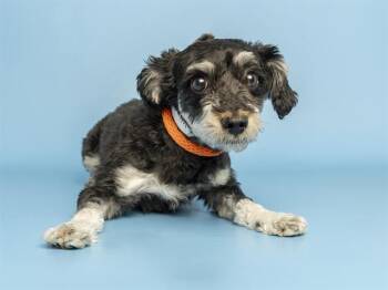 Poodle Dogs Available for Adoption in Phoenix, Arizona - LLOYD | PetCurious