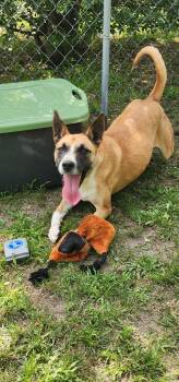Ruby -  White German Shepherd and Labrador Retriever Dog for Adoption in Egg Harbor City, New Jersey - Ruby | PetCurious