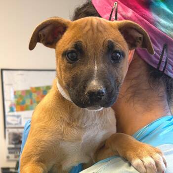 Boxer and Mixed Breed Dogs Available for Adoption - Drusilla | PetCurious