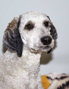 Rescue Standard Poodle Dogs for Adoption in Courtice, Ontario - Mac | PetCurious