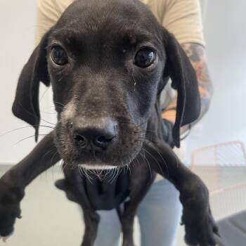 SevenEleven -  Coonhound and Mixed Breed Dog for Adoption in Abilene, Texas - SevenEleven | PetCurious