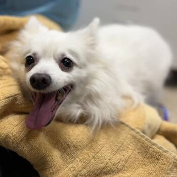 American Eskimo Dog Dogs Available for Adoption in Bullhead City, Arizona - SORBET | PetCurious