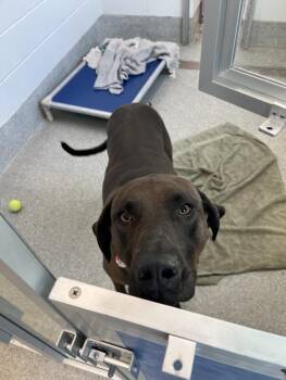 RILEY -  Labrador Retriever and Weimaraner Dog for Adoption in Loveland, Colorado - RILEY | PetCurious