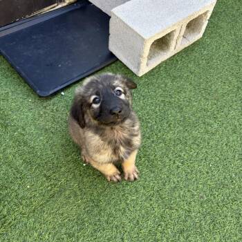 Shepherd and Mixed Breed Dogs Available for Adoption - Ocomi 4762 | PetCurious