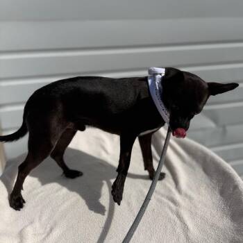 Weston -  Chihuahua Dog for Adoption in Newberg, Oregon - Weston | PetCurious
