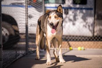 Husky Dogs Available for Adoption - Bruno | PetCurious