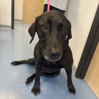 Rescue Black Labrador Retriever Dogs for Adoption in Watertown, New York - Banks | PetCurious