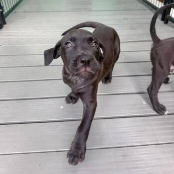 Parrish -  Pit Bull Terrier and Retriever Dog for Adoption in Bradenton, Florida - Parrish | PetCurious