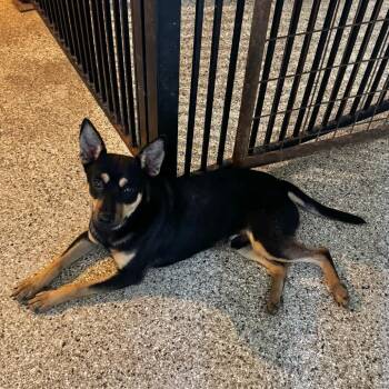 Zander -  Australian Cattle Dog Blue Heeler and Shepherd Dog for Adoption in Brownsboro, Alabama - Zander | PetCurious