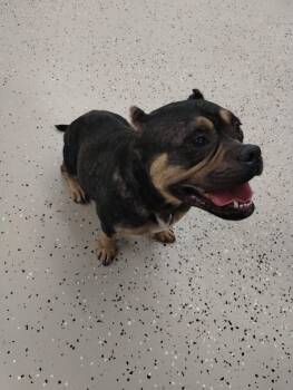 Sapphire -  Mixed Breed Dog for Adoption in York, South Carolina - Sapphire | PetCurious