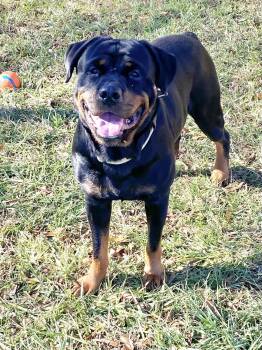Rottweiler Dogs Available for Adoption - Clyde | PetCurious