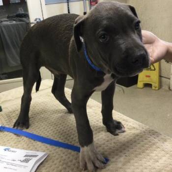 COBALT -  Pit Bull Terrier Dog for Adoption in Riverside, California - COBALT | PetCurious