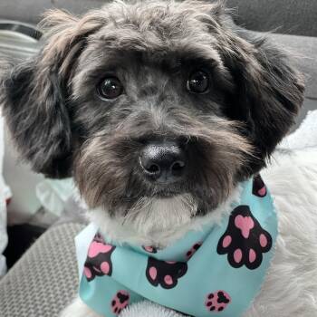 Poodle Dogs Available for Adoption in Mount Pleasant, South Carolina - Maisie | PetCurious