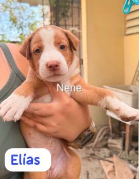 ELIAS -  Labrador Retriever and Shepherd Dog for Adoption in New York, New York - ELIAS | PetCurious