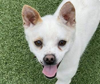 Rescue Spitz and Jindo Dogs for Adoption in San Ramon, California - Hoi | PetCurious