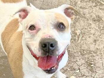 Noodle -  Mixed Breed Dog for Adoption in Georgetown, Texas - Noodle | PetCurious